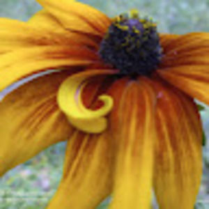 Meet your Posher, Loretta